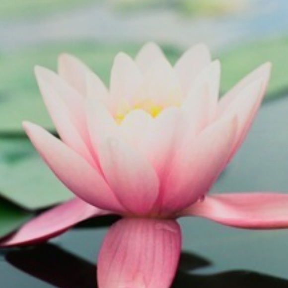 Meet your Posher, Dianne - Picture 1 of 1